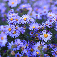 Aster 'Lady in Blue' Blue - Hardy plant