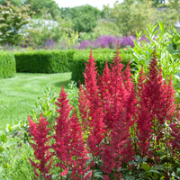 Goat's beard Astilbe 'Red Sentinel' Red - Hardy plant