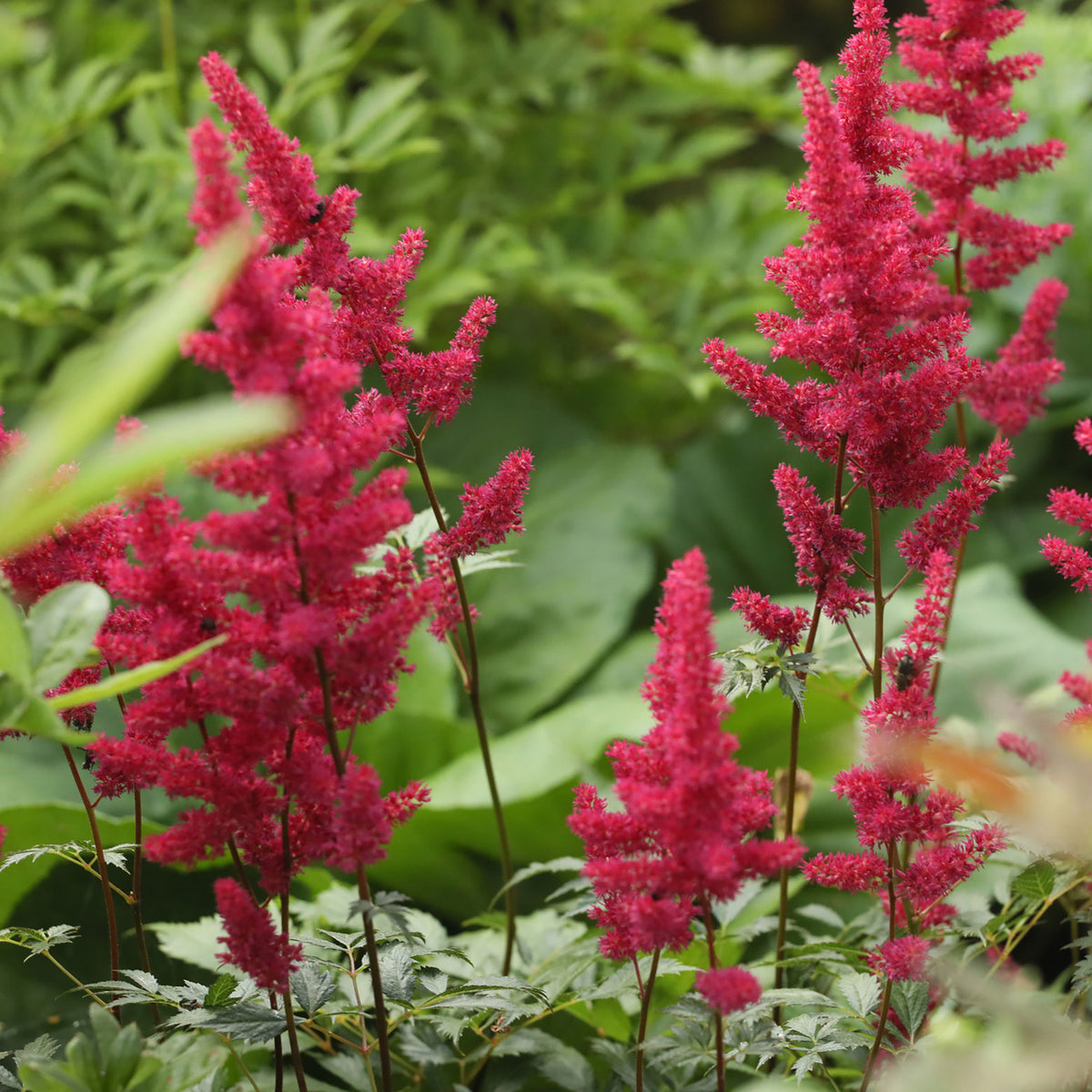 Goat's beard Astilbe 'Red Sentinel' Red - Hardy plant