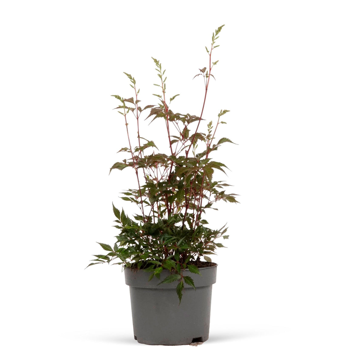 Goat's beard Astilbe 'Avalanche' White - Hardy plant