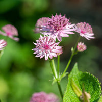 Astrantia 'Roma' Pink - Hardy plant