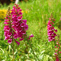 Foxglove Digitalis  'Pink Panther' Pink - Hardy plant