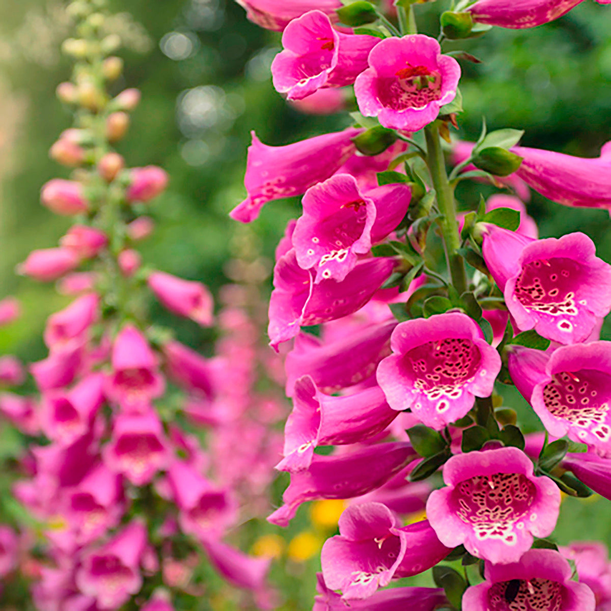 Foxglove Digitalis  'Pink Panther' Pink - Hardy plant