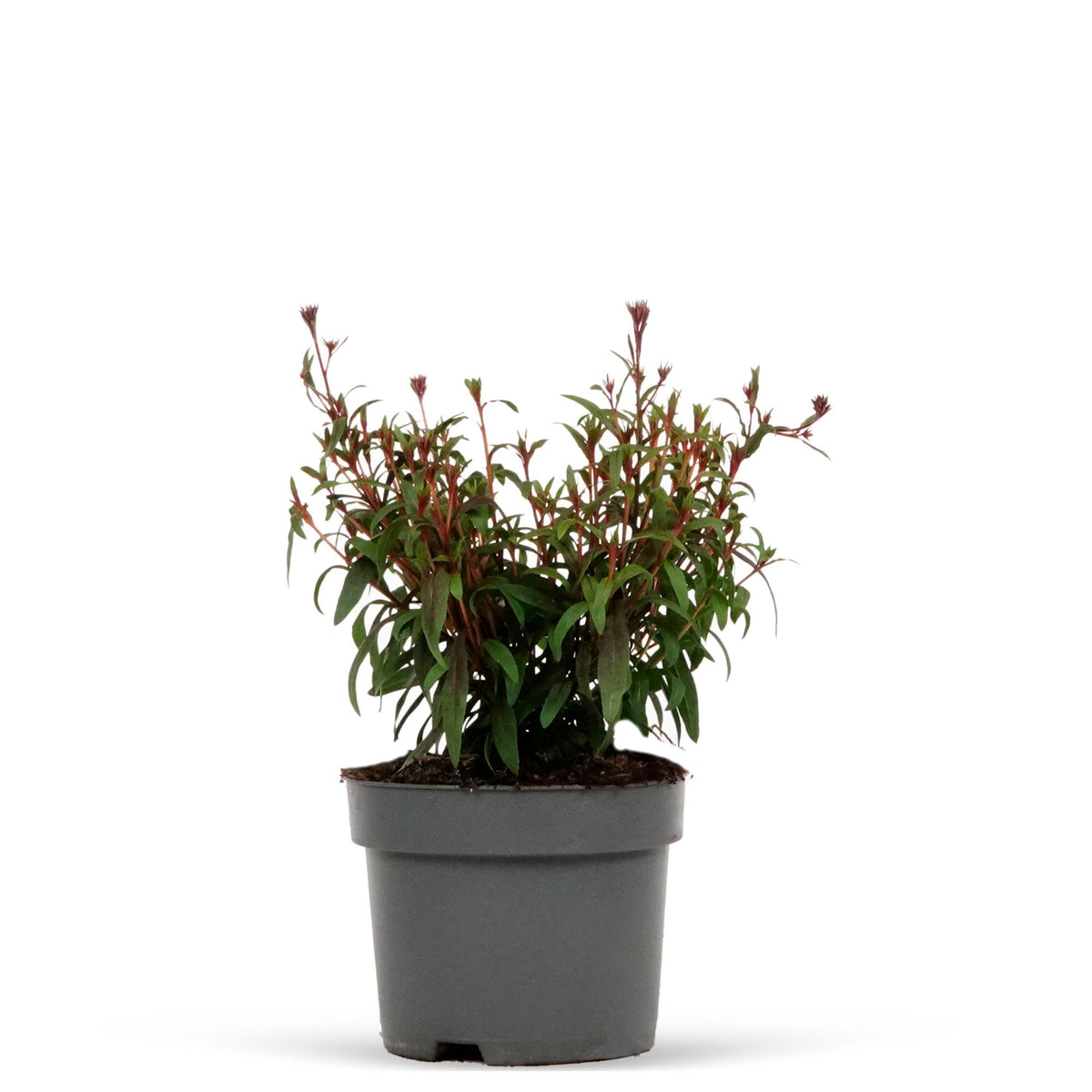Gaura 'Butterfly Dark Pink'  White-Pink - Hardy plant