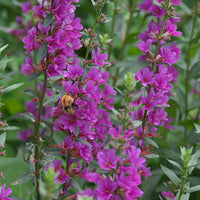 Lythrum 'Robert' Pink-Purple - Hardy plant