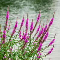 Lythrum 'Robert' Pink-Purple - Hardy plant