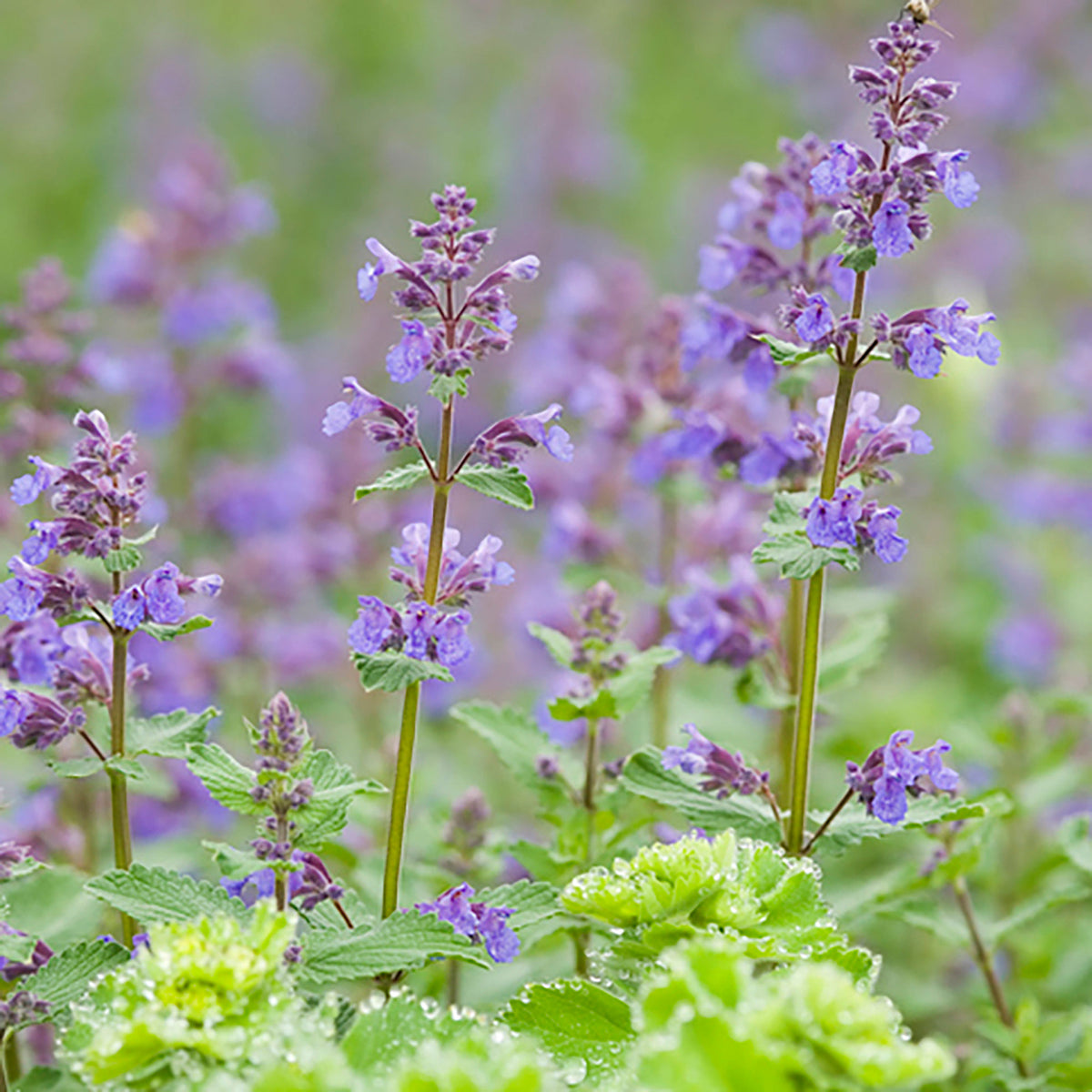 Catmint Nepeta 'Purrsian Blue' Purple-Blue - Hardy plant