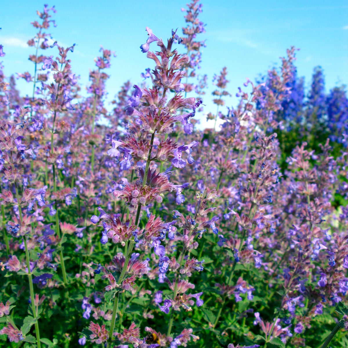 Catmint Nepeta 'Purrsian Blue' Purple-Blue - Hardy plant