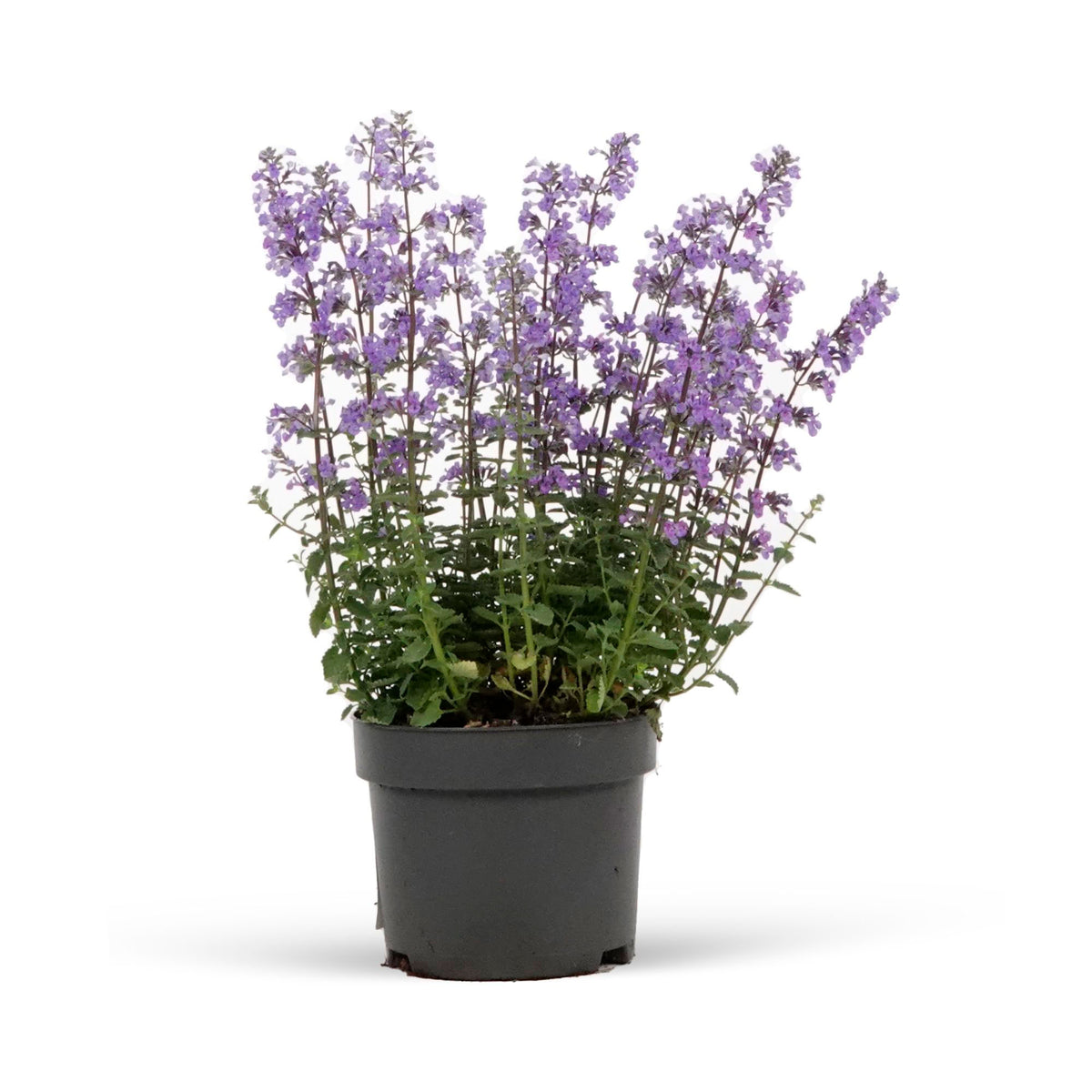 Catmint Nepeta 'Purrsian Blue' Purple-Blue - Hardy plant