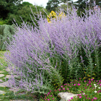 Perovskia 'Lacey Blue' Blue-Purple - Hardy plant