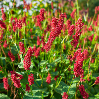 Persicaria 'Dark Red' Pink-Red - Hardy plant