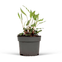 Persicaria 'Dark Red' Pink-Red - Hardy plant