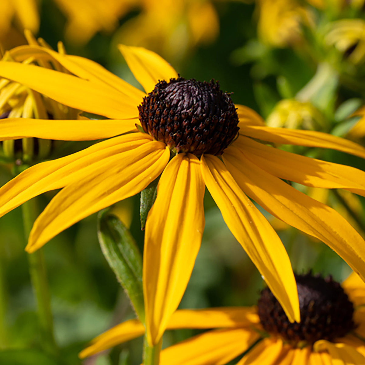 Coneflower Rudbeckia 'Goldsturm' Yellow - Hardy plant