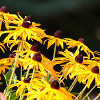 Coneflower Rudbeckia 'Goldsturm' Yellow - Hardy plant