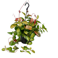 Hoya australis 'Lisa' green-yellow incl. plastic hanging pot  - Hanging plant