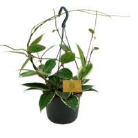 Wax Plant Hoya macrophylla  - Hanging plant