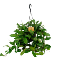 Wax Plant Hoya 'Shirley'  - Hanging plant