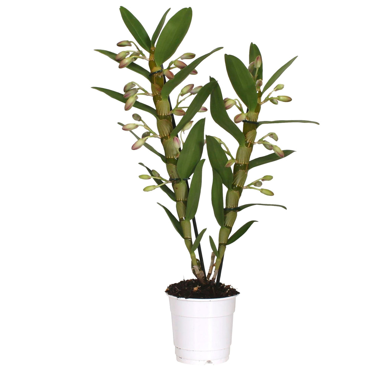 Orchid Dendrobium 'Sunny Eye' Purple-White