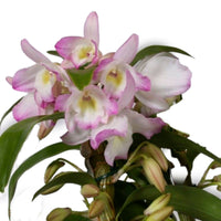 Orchid Dendrobium 'Kumiko' White-Pink-Yellow