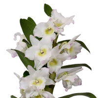 Orchid Dendrobium 'Apollon' White-Yellow