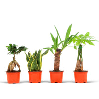 4x Indoor plant - Mix 'Amazone'