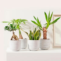 4x Indoor plant - Mix 'Amazone'