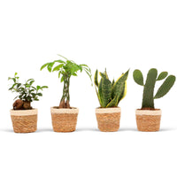 4 indoor plants 'Asia Mix' Green incl. decorative pot