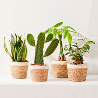 4 indoor plants 'Asia Mix' Green incl. decorative pot