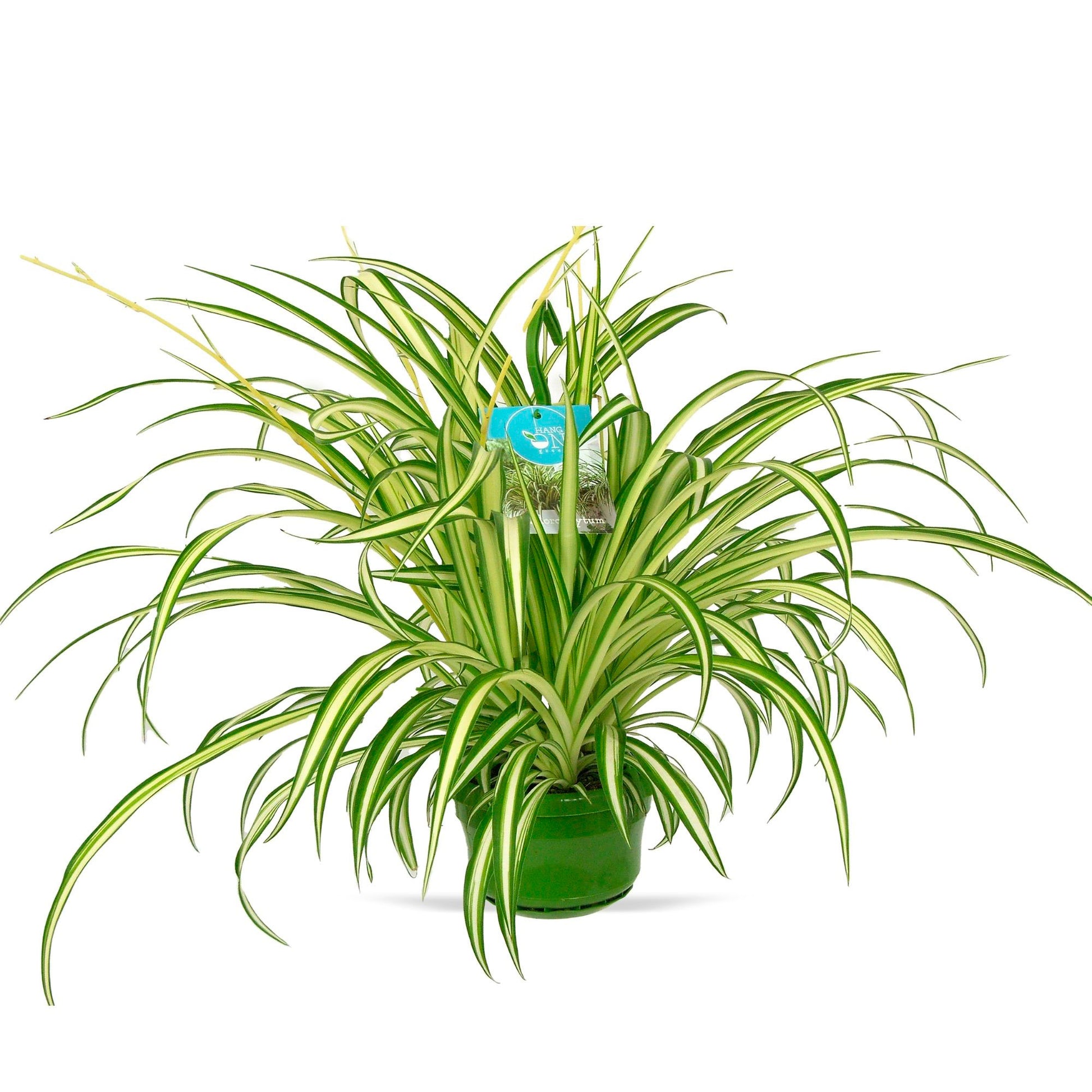 chlorophytum vittatum Spider plant Chlorophytum 'Vittatum'