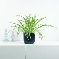 Spider plant Chlorophytum 'Vittatum'