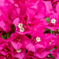 Bougainvillea 'Vera Deep Purple' pyramid XL Purple