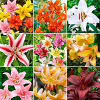 200+ Lily Lilium 'All in One' Mix