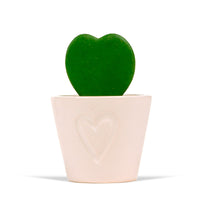 Heart Plant Hoya kerrii incl. decorative pot