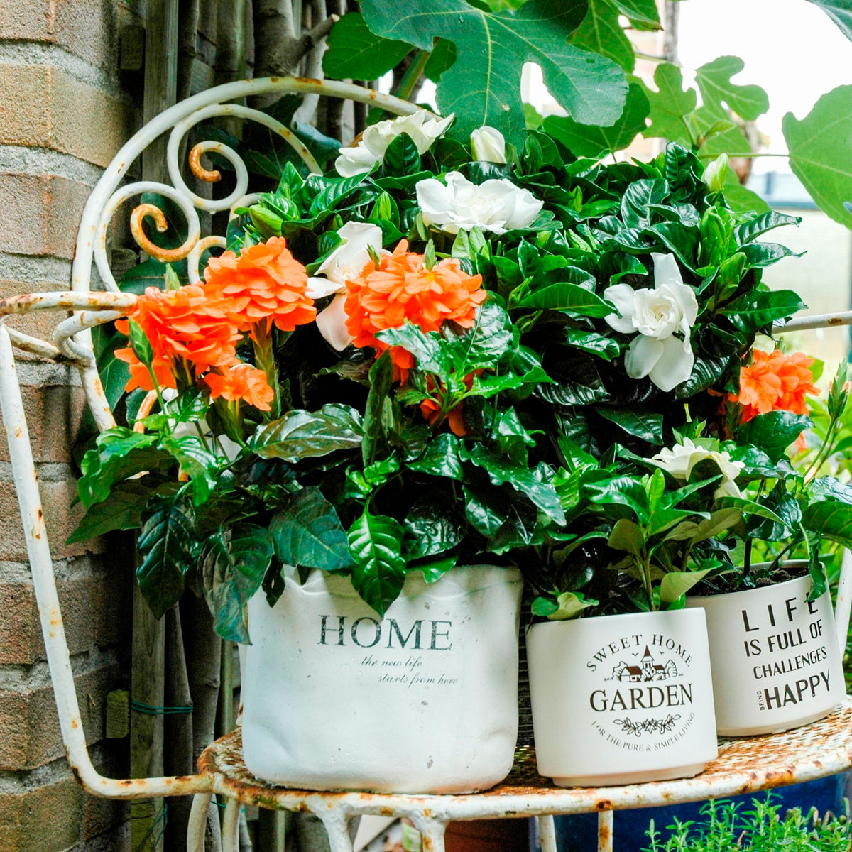 Crossandra 'Fortuna' Green-Orange