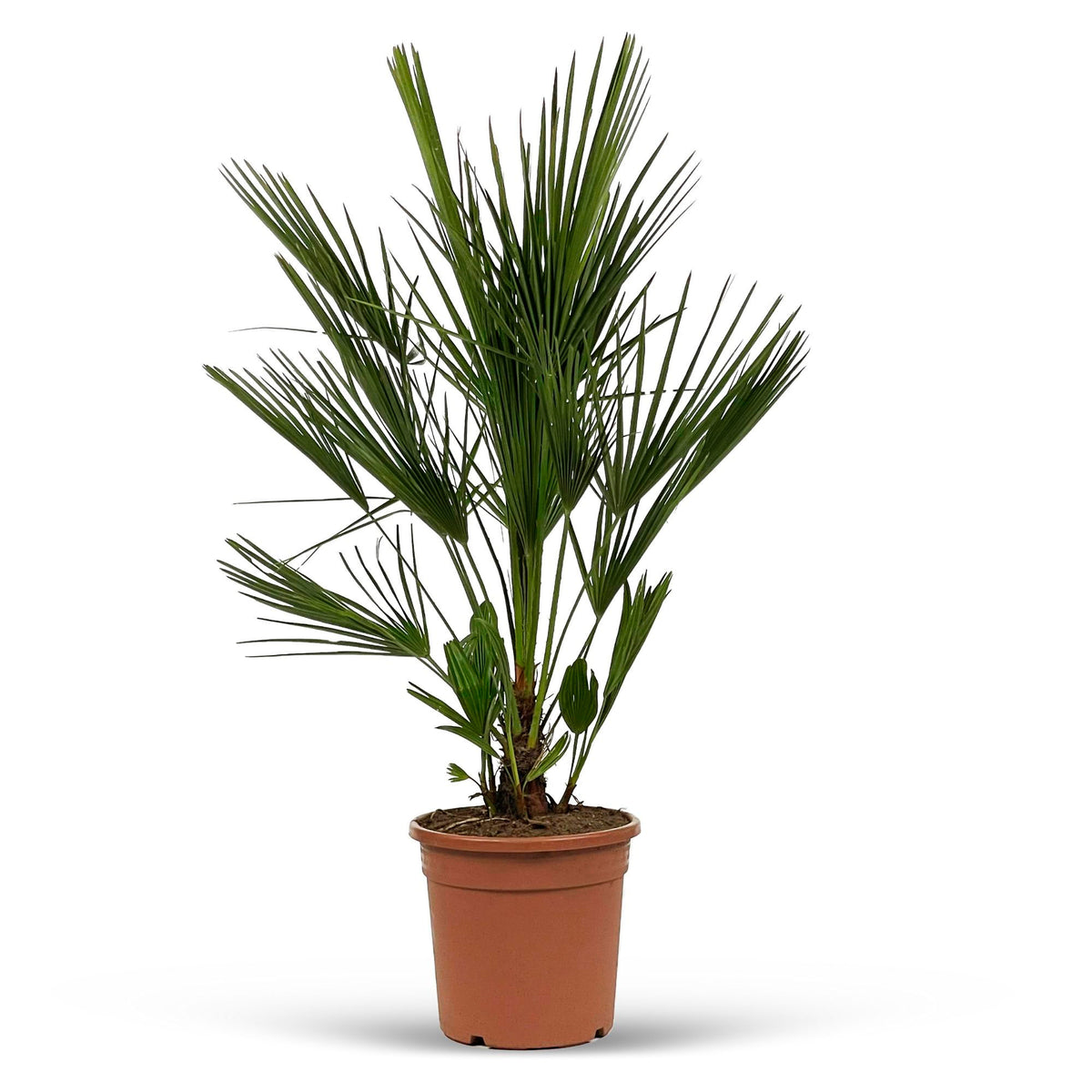 Humilis 'Sicilia' Green - Hardy plant