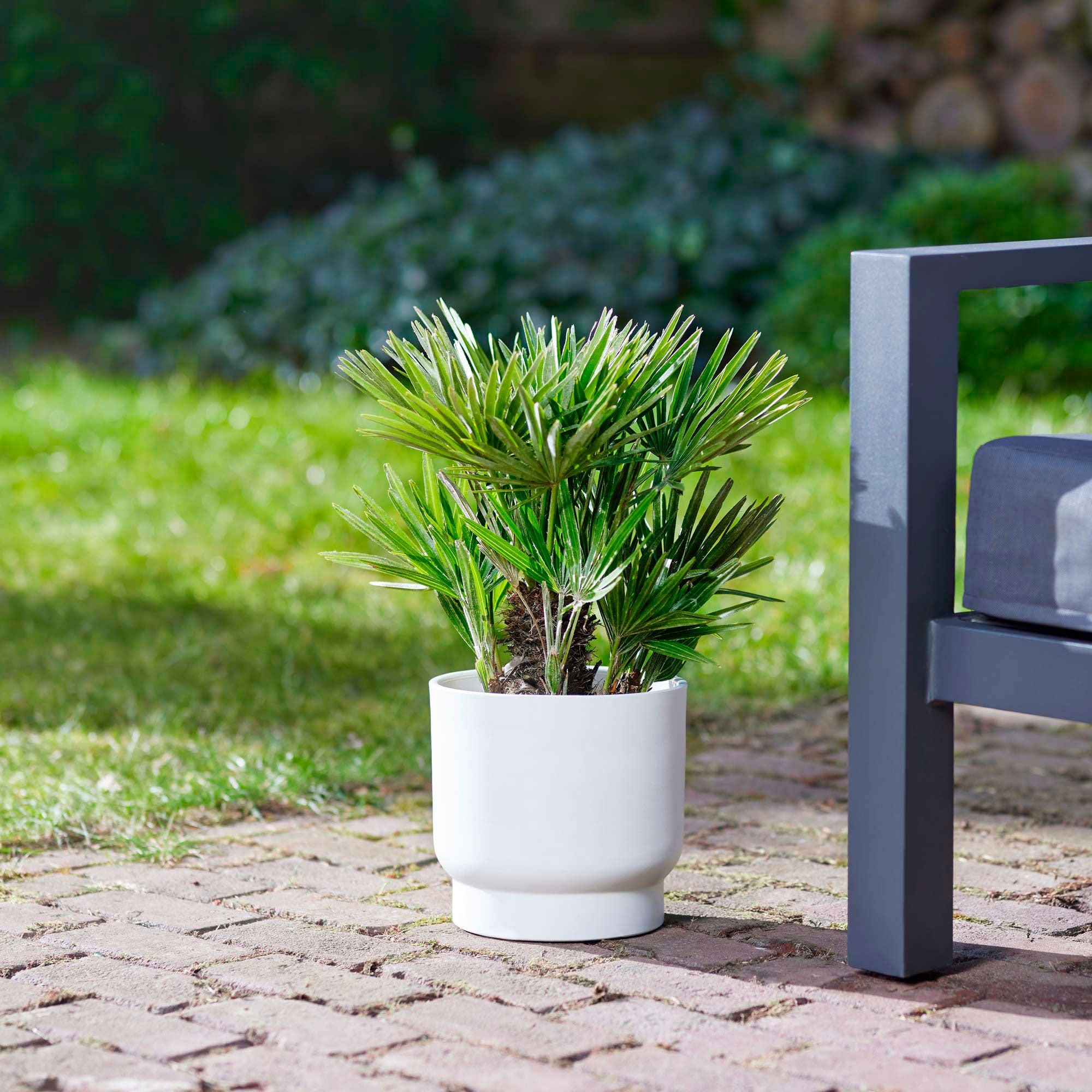 Buy a container plant now Humilis 'Sicilia' Green - Hardy plant ...
