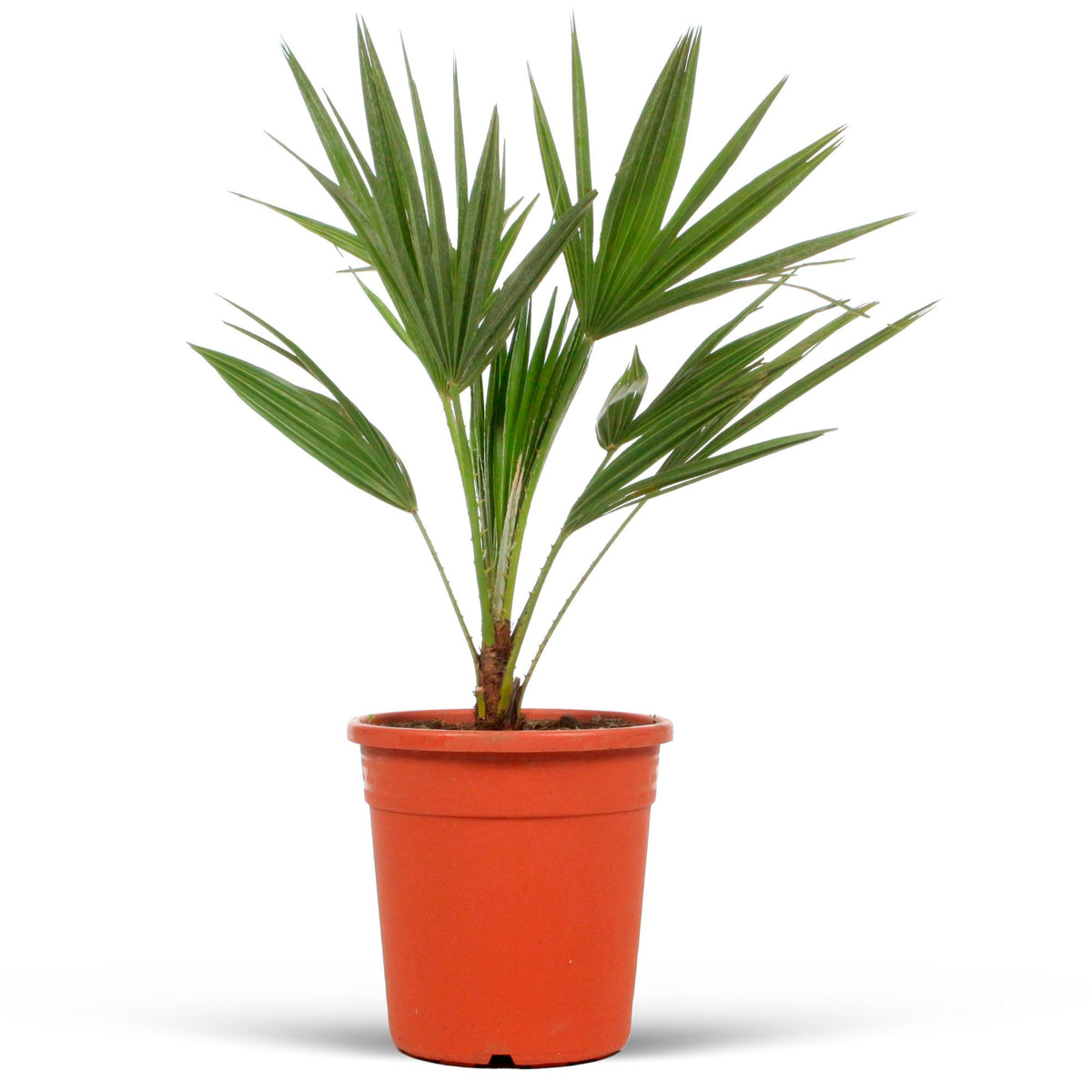 Humilis 'Sicilia' Green - Hardy plant