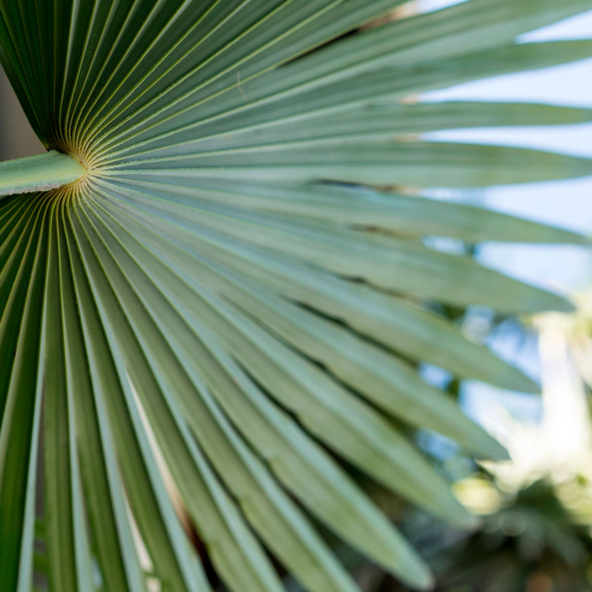Humilis 'Sicilia' Green - Hardy plant