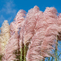 Pampas grass Cortaderia 'Rosea' White-Pink - Hardy plant