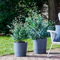 Eucalyptus Eucalyptus  gunnii Green-Grey-White - Hardy plant