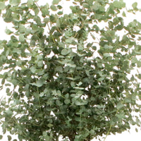 Eucalyptus Eucalyptus  gunnii Green-Grey-White - Hardy plant