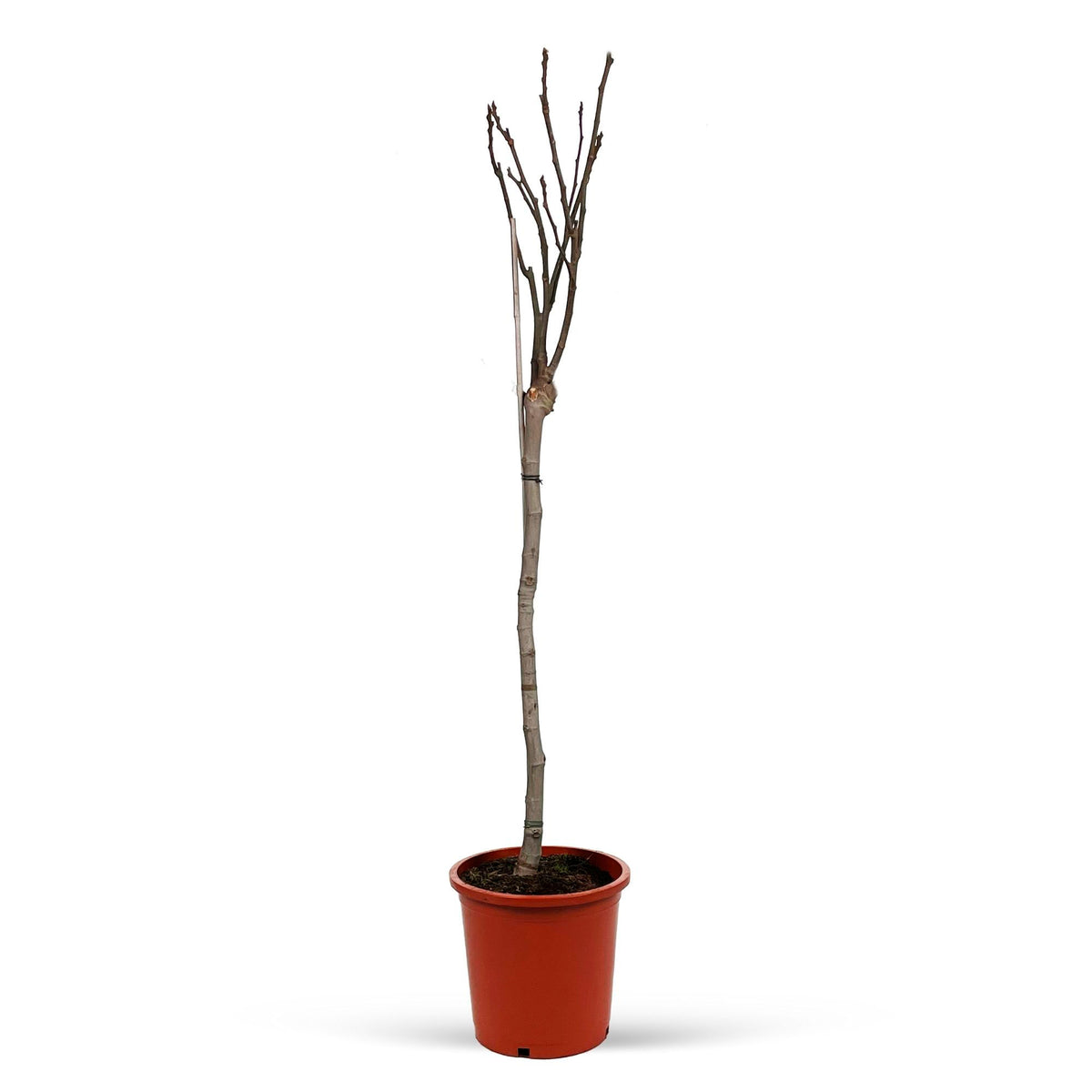 Ficus  carica Green-Brown - Hardy plant