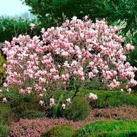 Magnolie Magnolia  soulangeana Pink - Hardy plant