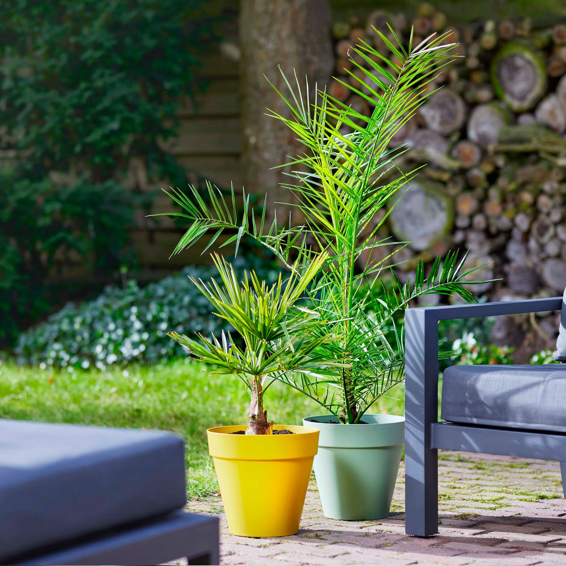 date plant in pot Date palm Phoenix canariensis