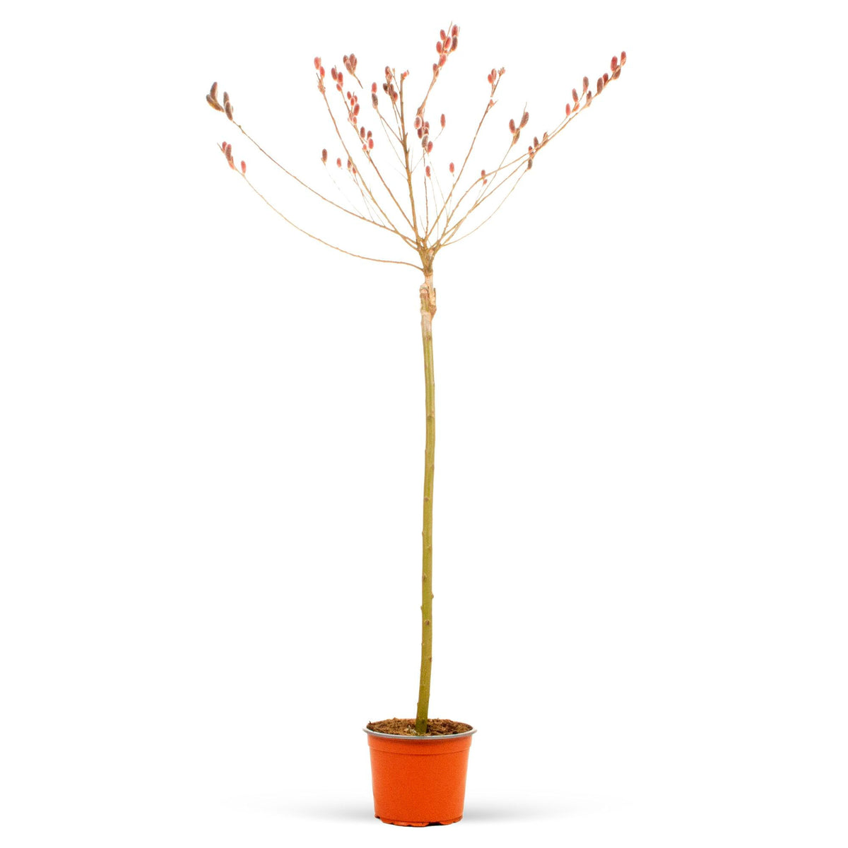 Salix  'Mount Aso' Pink - Hardy plant