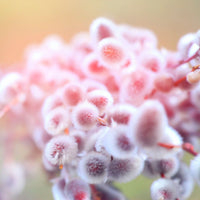 Salix  'Mount Aso' Pink - Hardy plant