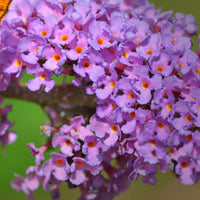 Lilac  Syringa Purple - Hardy plant
