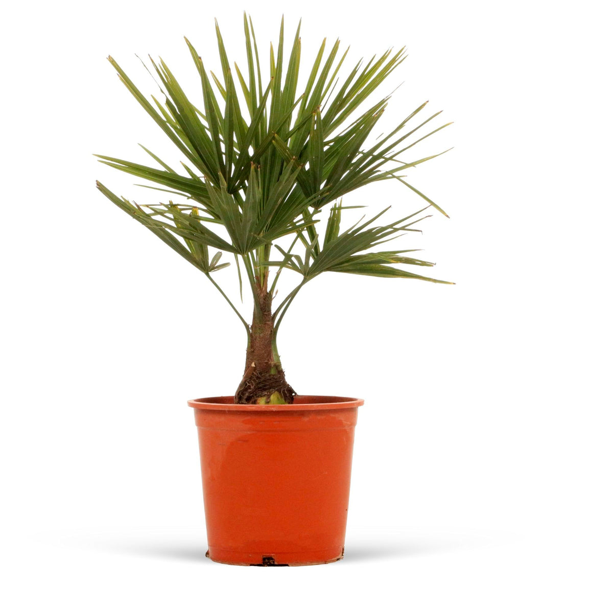 Chinese windmill palm Trachycarpus fortunei Green - Hardy plant