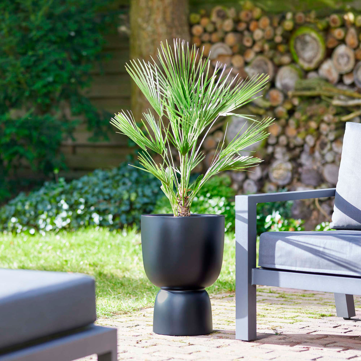 Chinese windmill palm Trachycarpus fortunei Green - Hardy plant