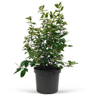 Viburnum 'Eve Price' White-Red - Hardy plant
